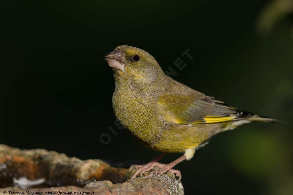 Verdier d'Europe mâle adulte, identification