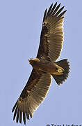 Greater Spotted Eagle