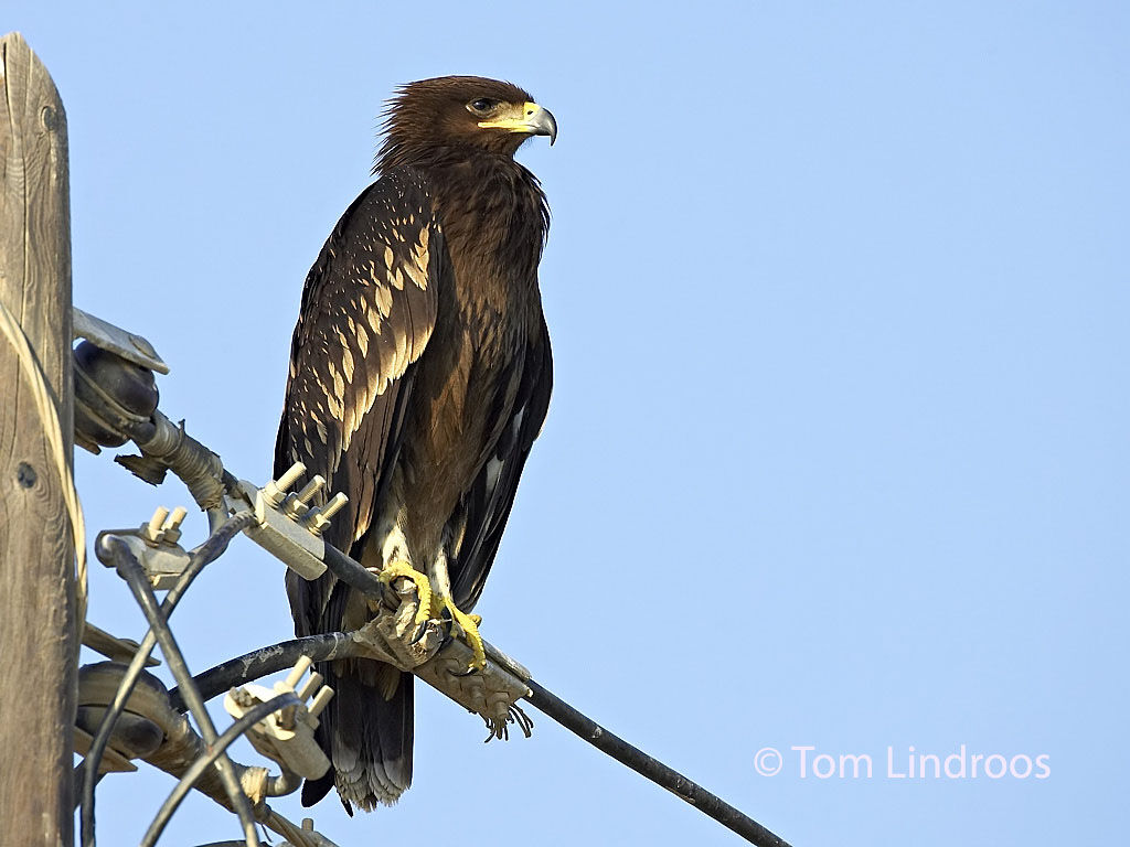 Greater Spotted EagleFirst year