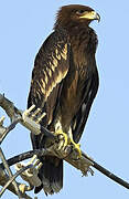 Greater Spotted Eagle