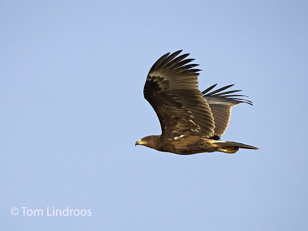 Greater Spotted EagleFirst year