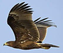 Greater Spotted Eagle