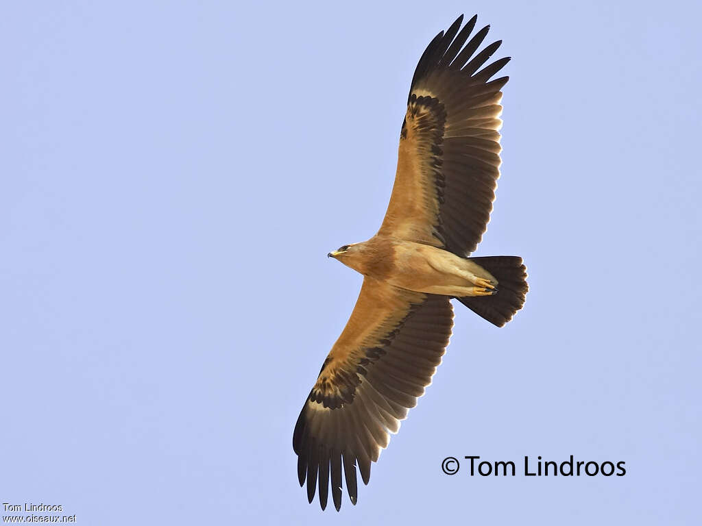 Aigle criard1ère année, Vol