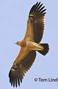 Greater Spotted Eagle