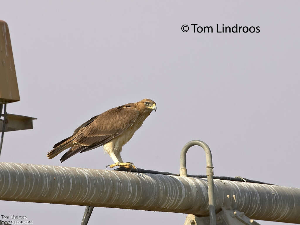 Aigle de Bonelli1ère année, identification