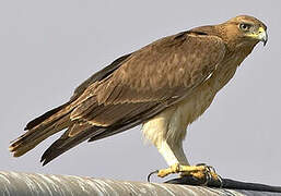 Bonelli's Eagle