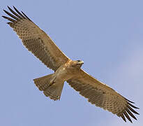 Bonelli's Eagle