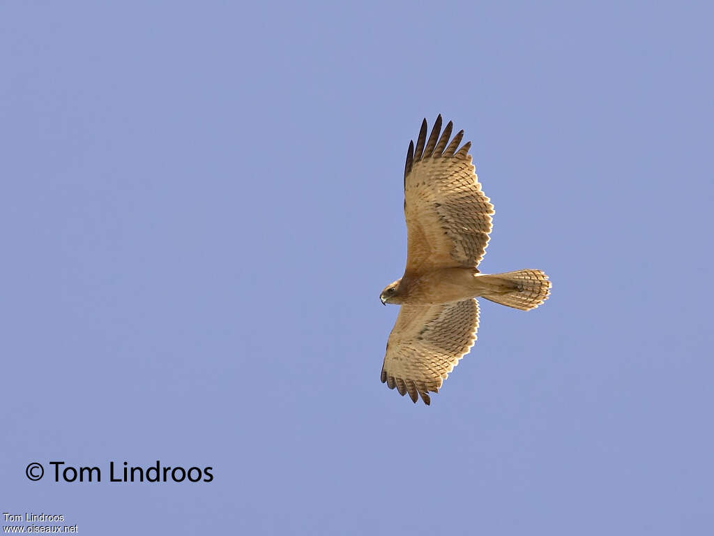 Bonelli's EagleFirst year, Flight