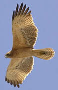 Bonelli's Eagle