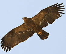 Steppe Eagle