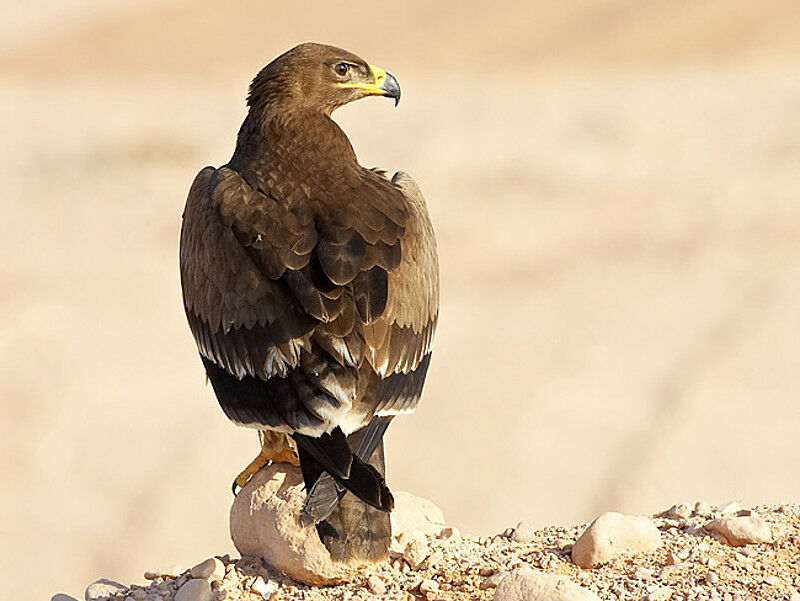 Aigle des steppes1ère année