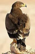 Steppe Eagle