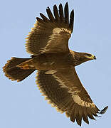 Steppe Eagle