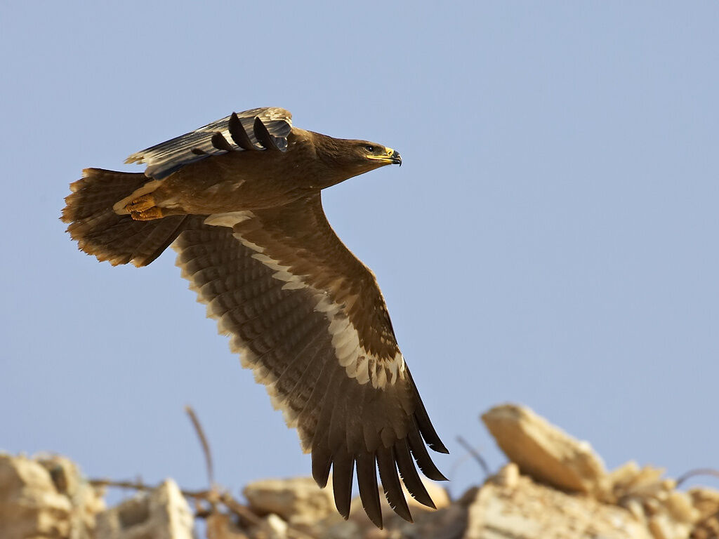 Aigle des steppes