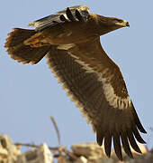 Aigle des steppes