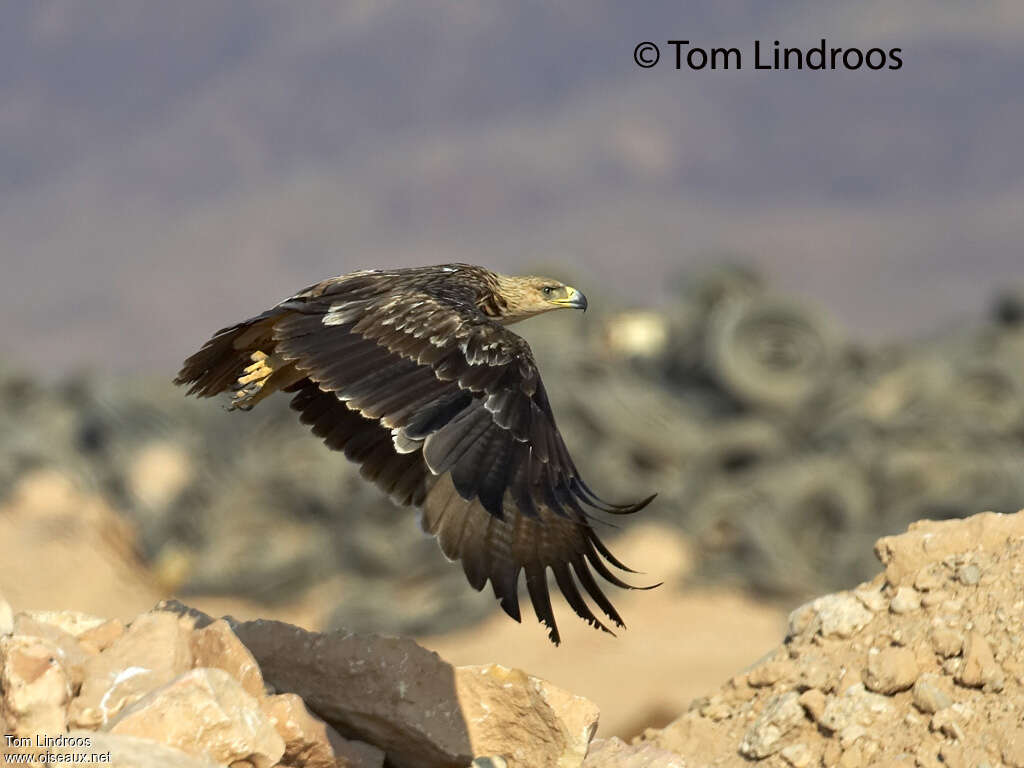 Eastern Imperial EagleSecond year, Flight