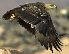 Eastern Imperial Eagle