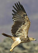 Eastern Imperial Eagle