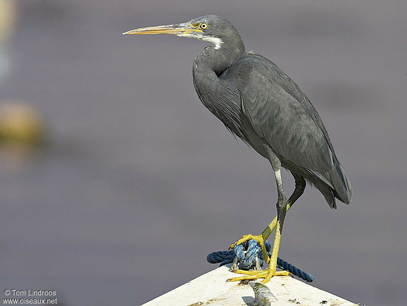 Aigrette des récifs