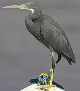 Western Reef Heron