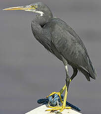 Aigrette des récifs