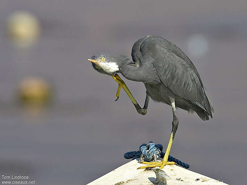 Aigrette des récifsadulte, soins