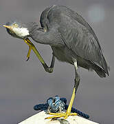 Western Reef Heron