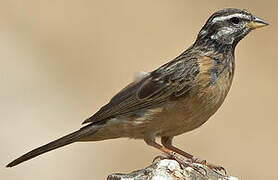 Cinnamon-breasted Bunting