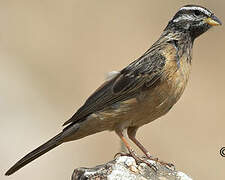 Cinnamon-breasted Bunting