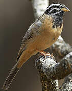 Cinnamon-breasted Bunting