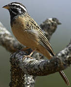 Cinnamon-breasted Bunting