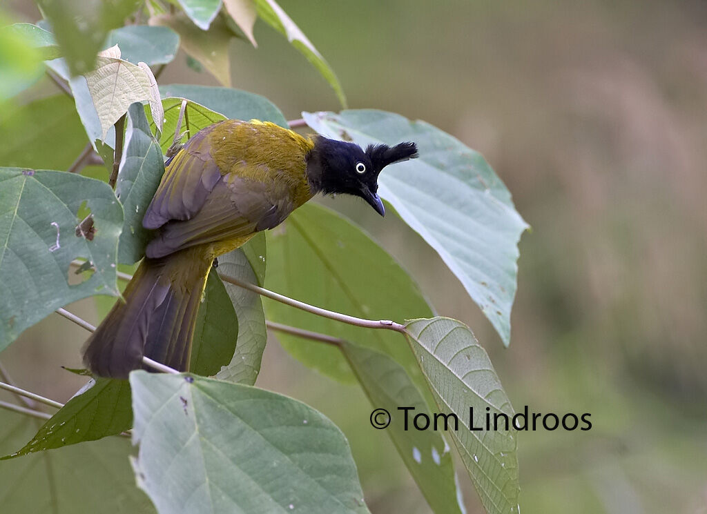 Black-crested Bulbuladult