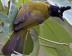 Black-crested Bulbul