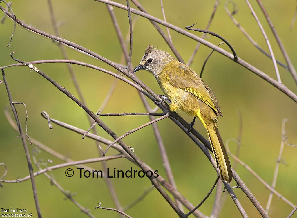 Bulbul flavescentadulte, identification