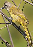 Flavescent Bulbul