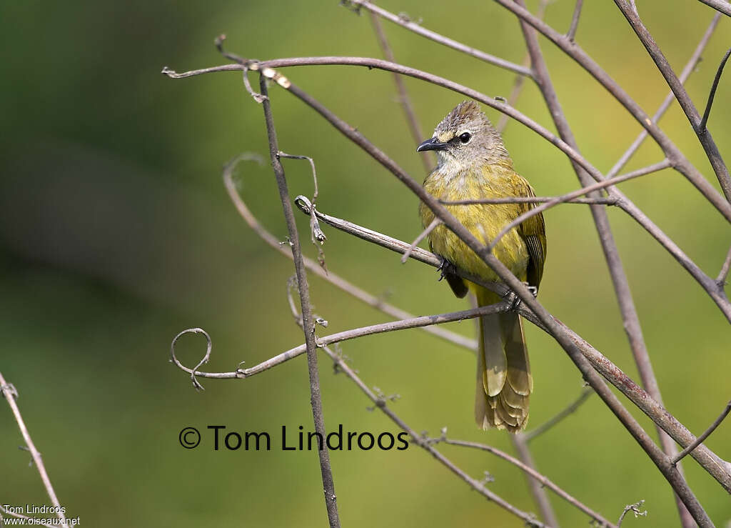 Bulbul flavescentadulte