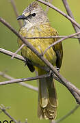 Flavescent Bulbul