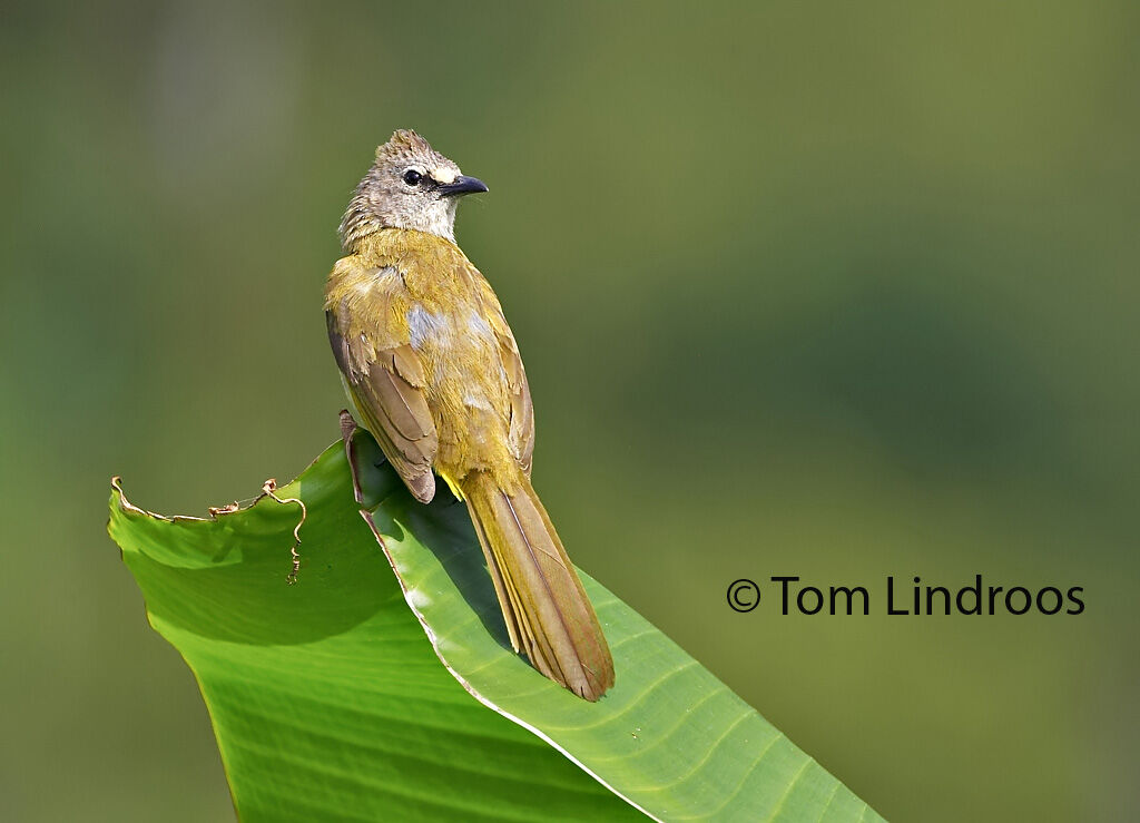 Bulbul flavescentadulte