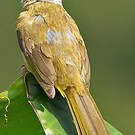 Bulbul flavescent