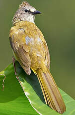 Bulbul flavescent