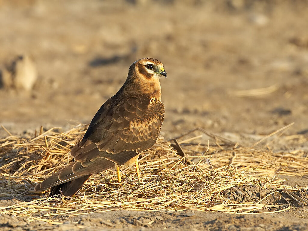 Montagu's Harrier female First year