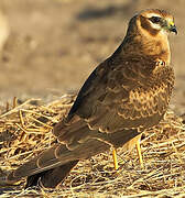 Montagu's Harrier