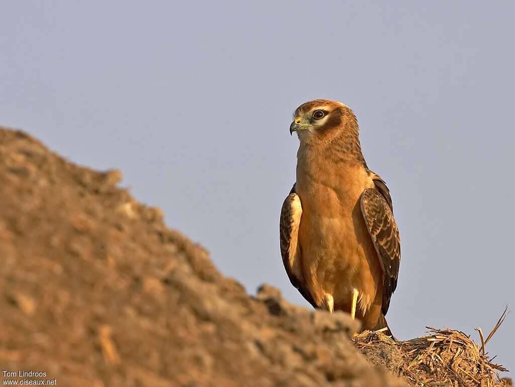 Montagu's Harrier female First year