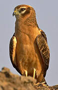 Montagu's Harrier