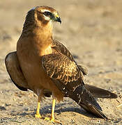 Montagu's Harrier