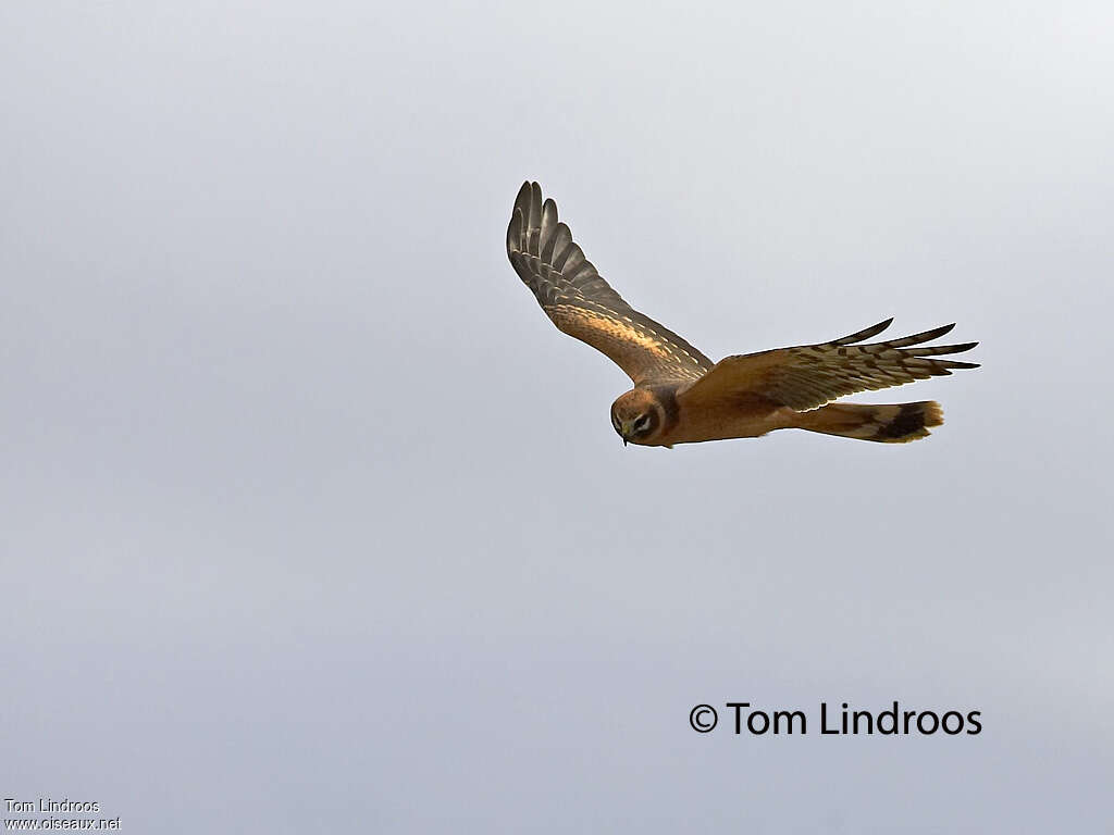 Pallid Harrier female First year, Flight