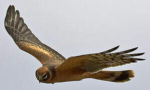 Pallid Harrier