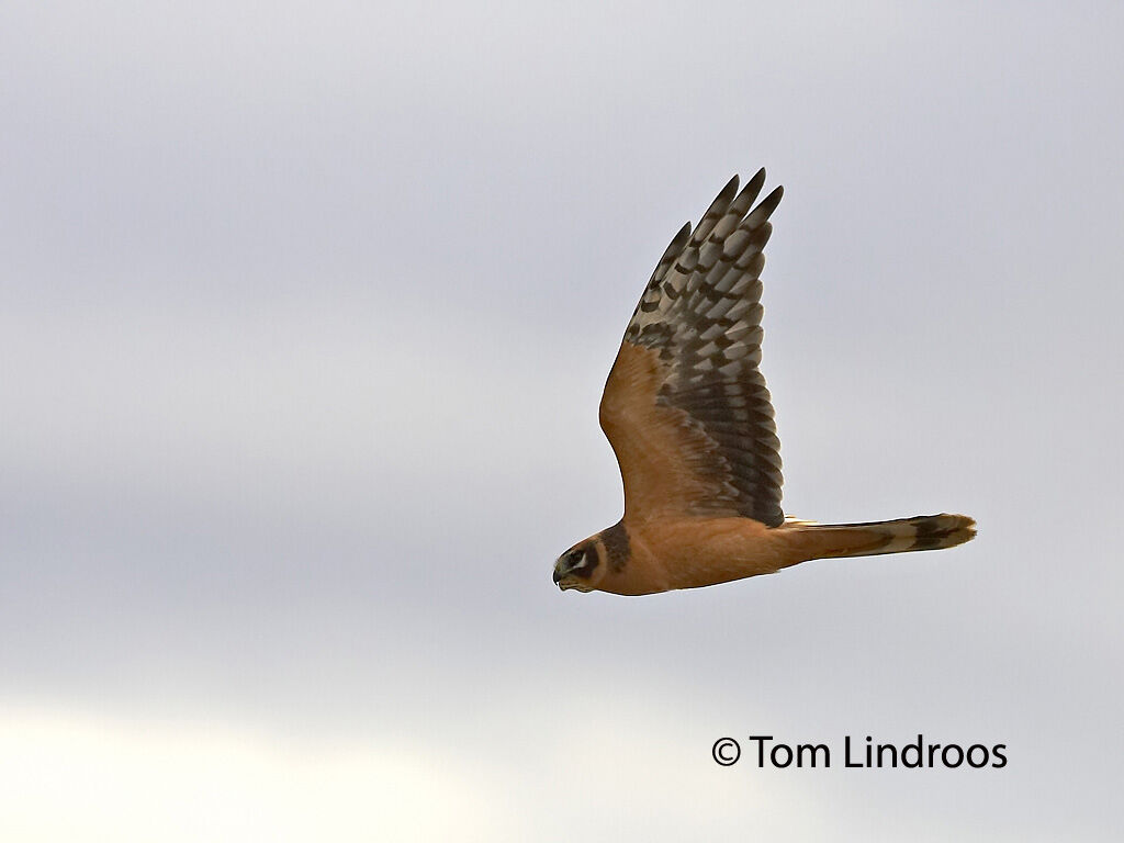 Pallid Harrier female First year