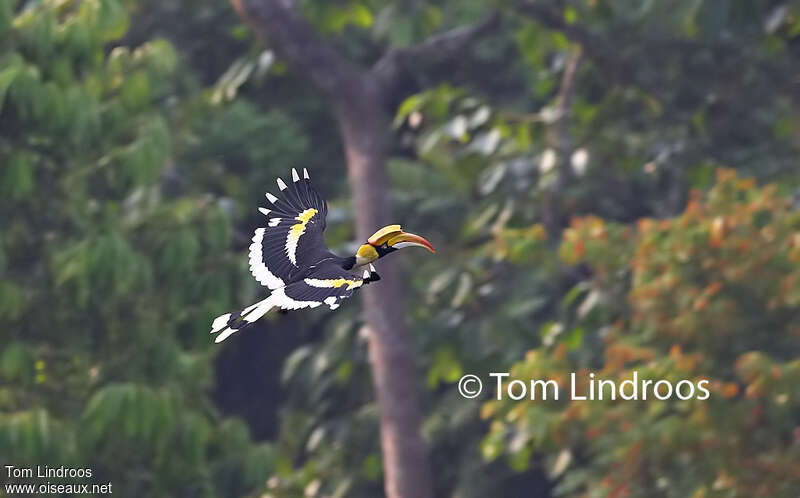 Great Hornbill female adult, pigmentation, Flight