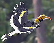 Great Hornbill